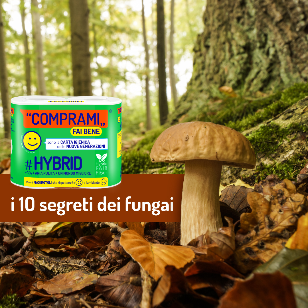 thumnail Le dieci regole, segrete e non, per la raccolta dei funghi.